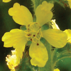 Agrimony