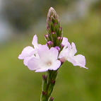 vervain
