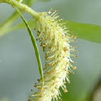 Willow